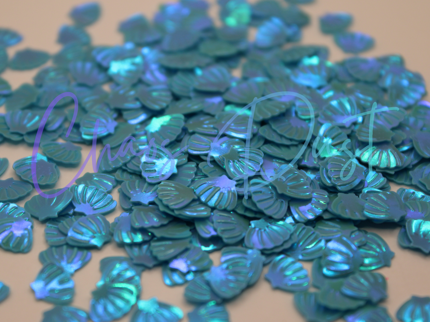 Seashells